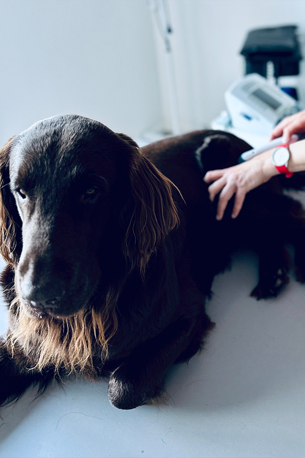 Tierphysiotherapie mit Hund