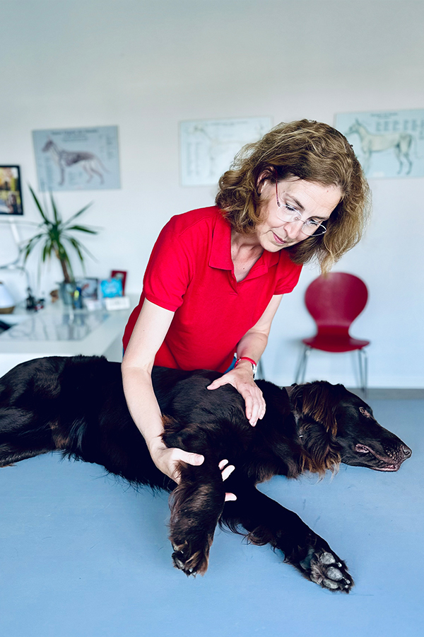 Tierphysiotherapie mit Hund